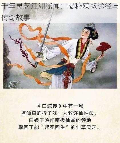 千年灵芝江湖秘闻:揭秘获取途径与传奇故事